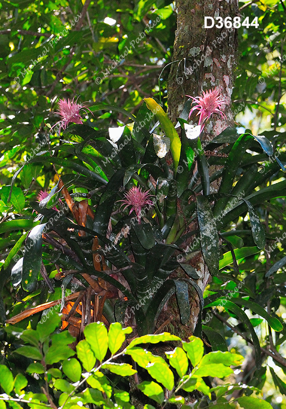 Aechmea fasciata (Bromeliaceae)